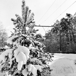 167151 Afbeelding van een besneeuwde naaldboom langs de spoorlijn bij Driebergen.